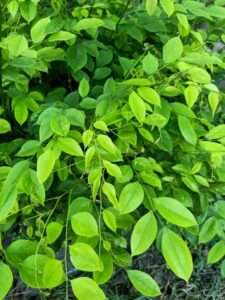 Close Up Of Burmese Rosewood Plant