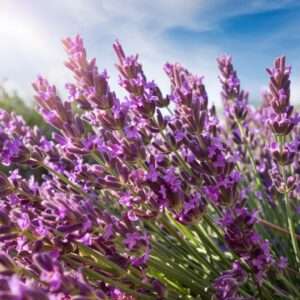 Fleurs De Lavande Vraie