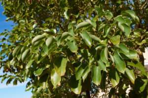 Cinnamomum Camphora Fresh Foliage And Textured Barck Close Up